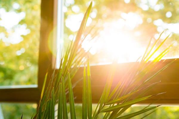Cahaya Matahari di Rumah: Kunci Utama untuk Tubuh dan Pikiran yang Sehat